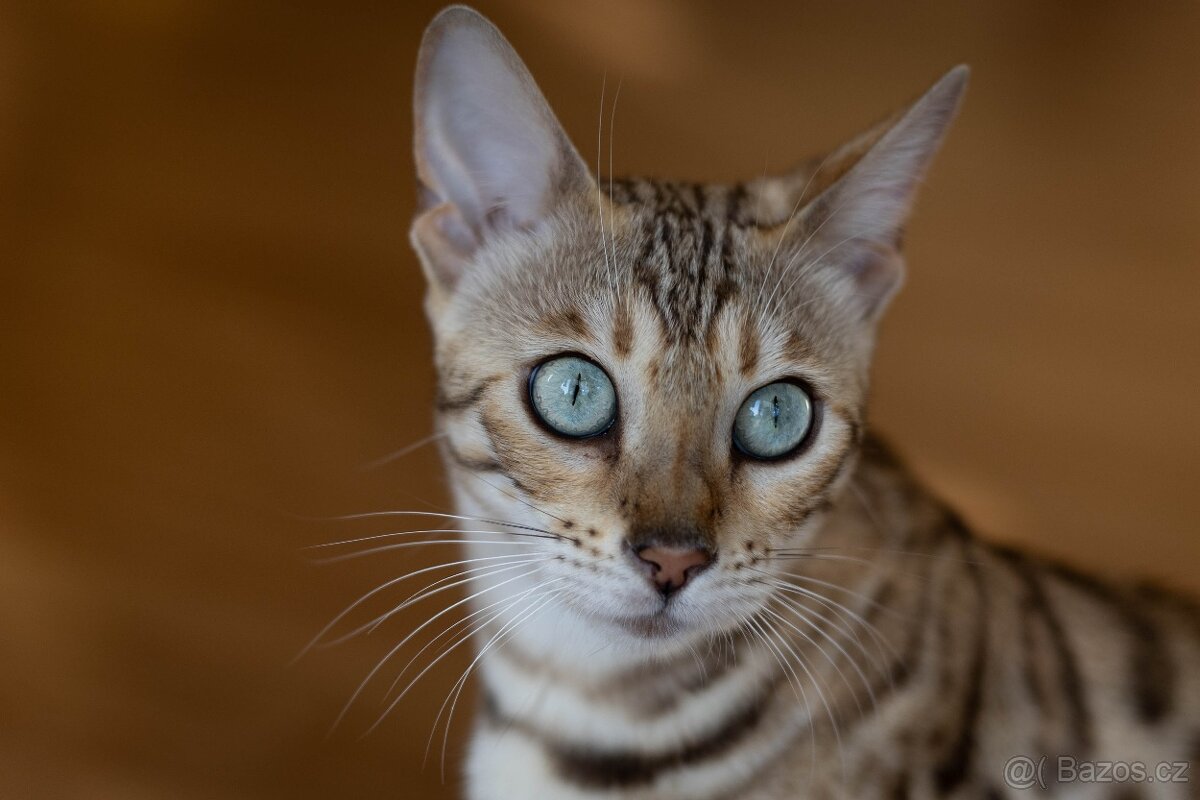 Bengálská koťata s PP - 6