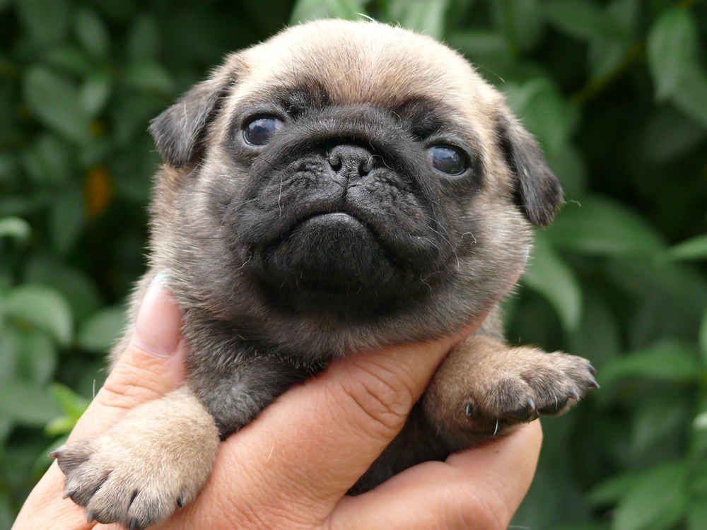 Mops - Štěňátka - 6