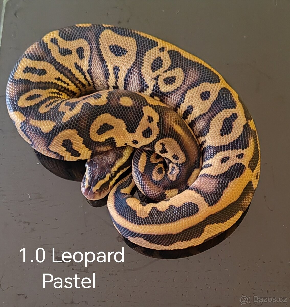 Krajta královská - 6
