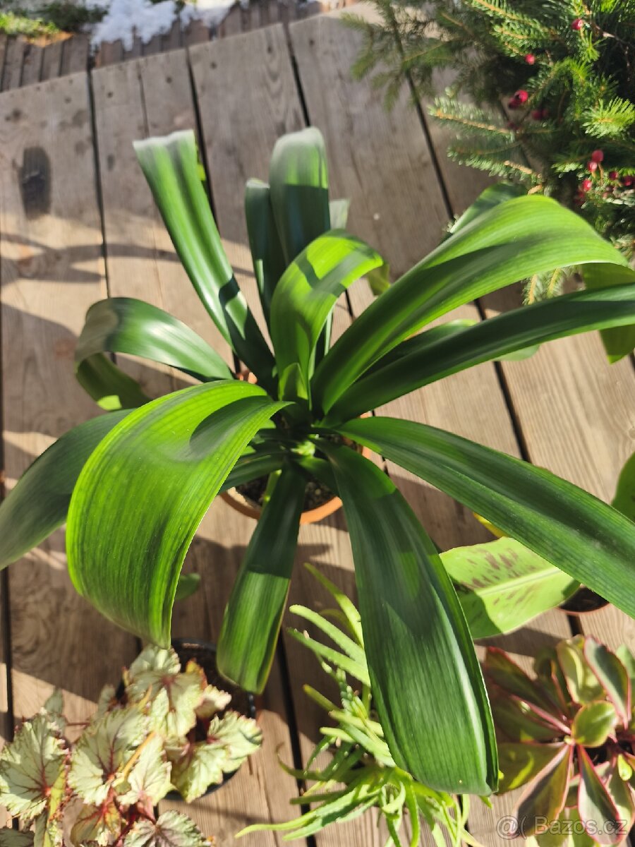 Pokojové rostliny - 6