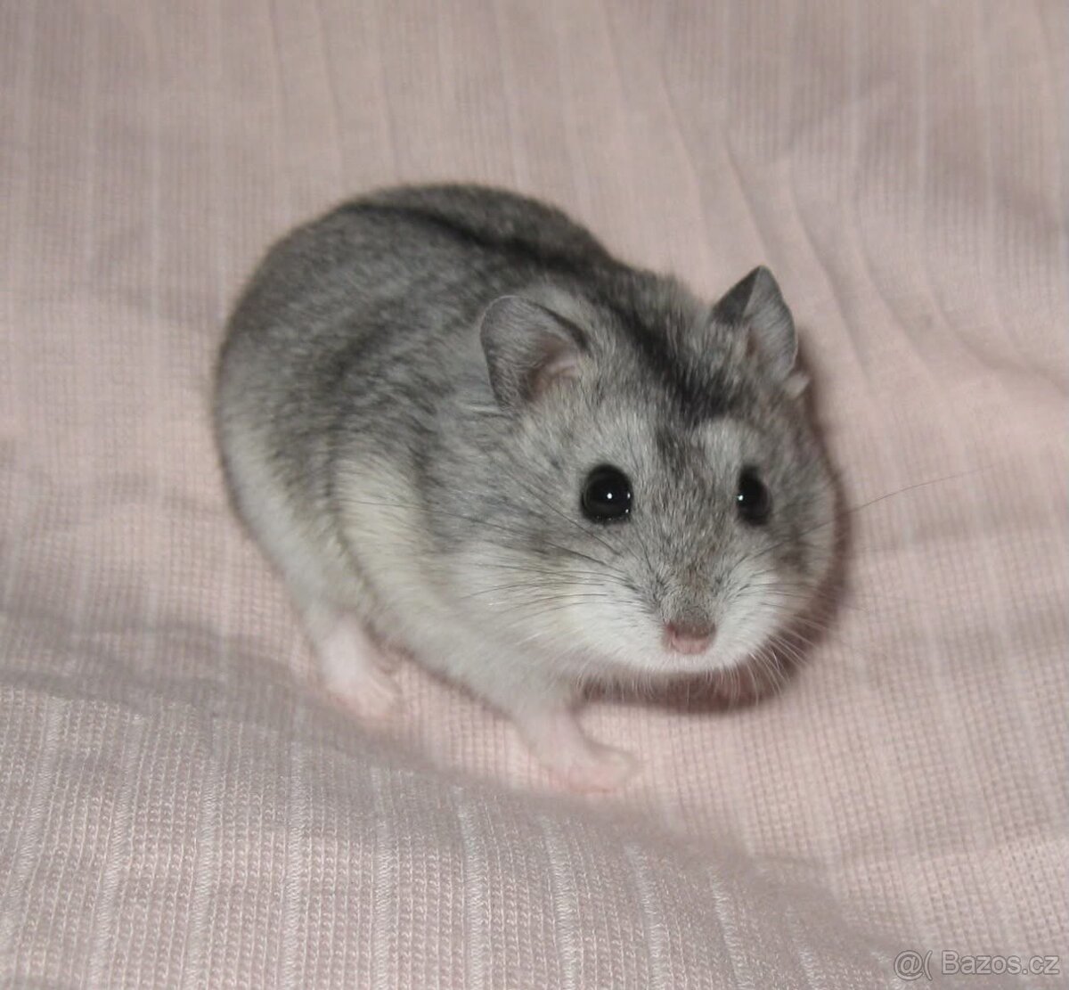 Křeček campbell s PP - 6