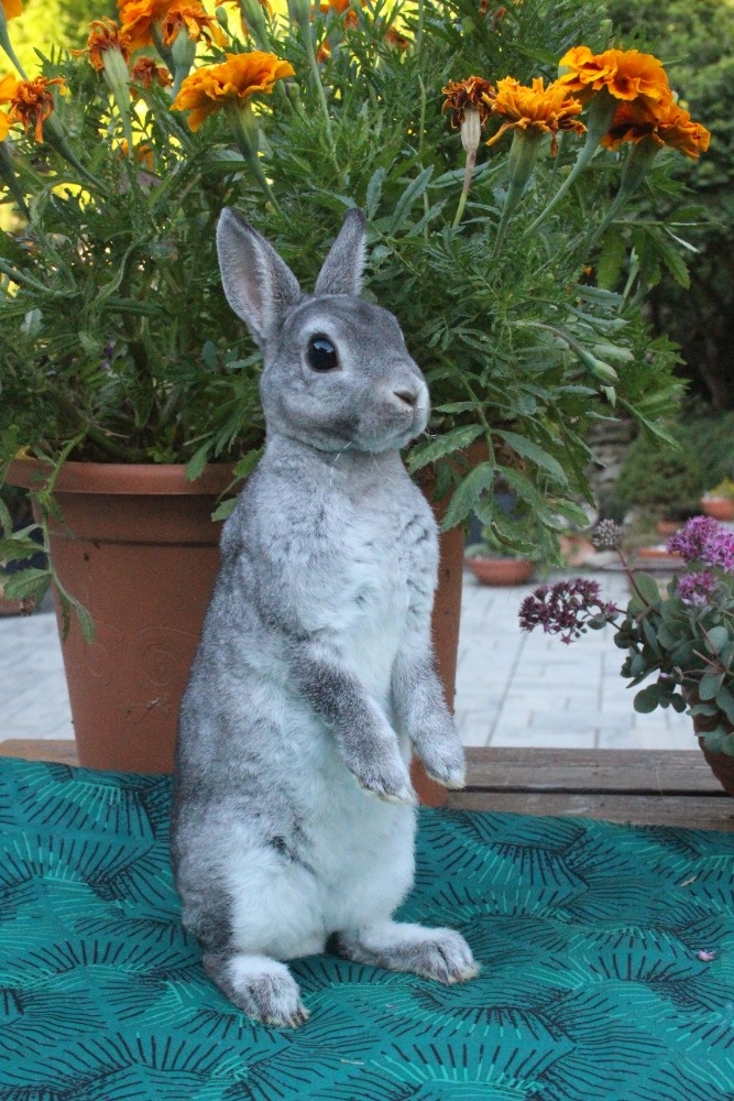 Zakrslý činčilový rex s PP - 6