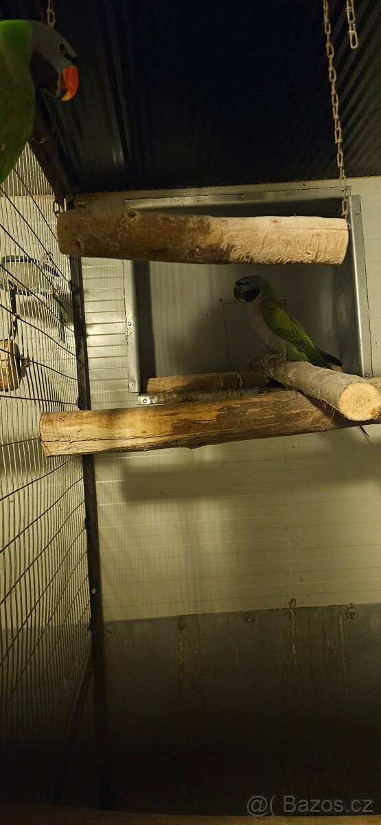 Alexandr Čínský - 6