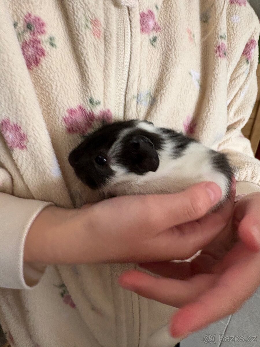 Prodám morčata - kluci - 6