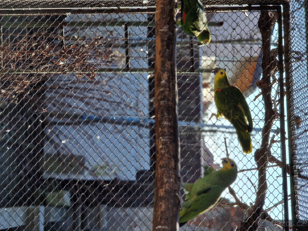 Amazoňan modročelý - 6