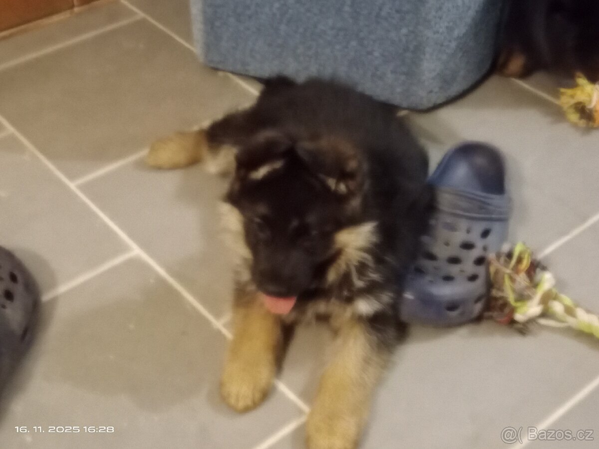 Německý ovčák štěňata - 6