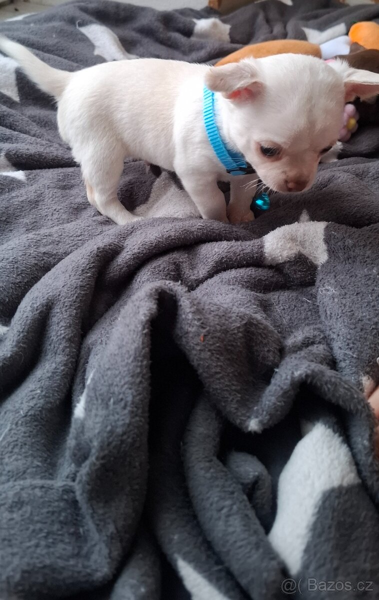 čivava šteniatka - 6