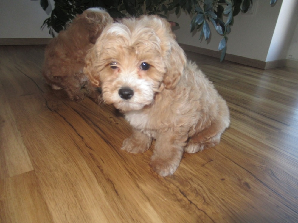 Maltipoo štěňátka - 6