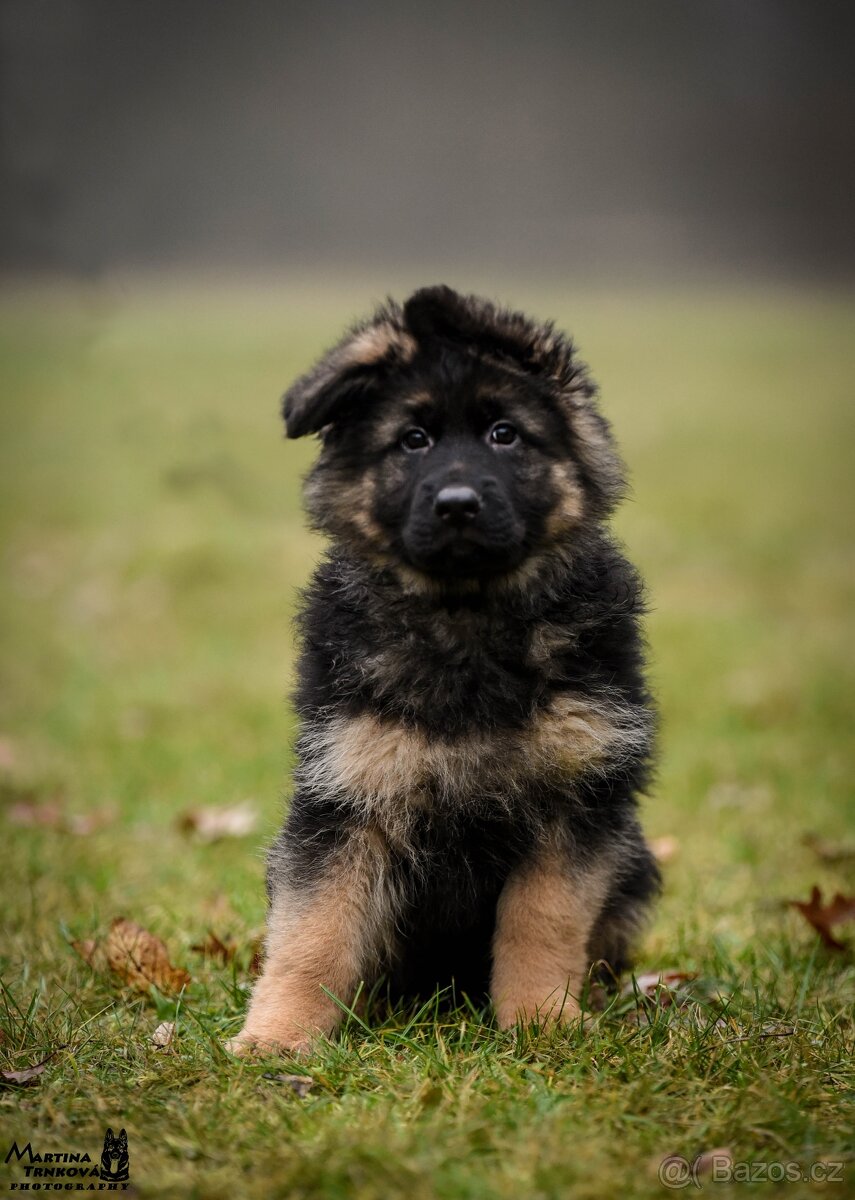 Německý ovčák štěňata - 6