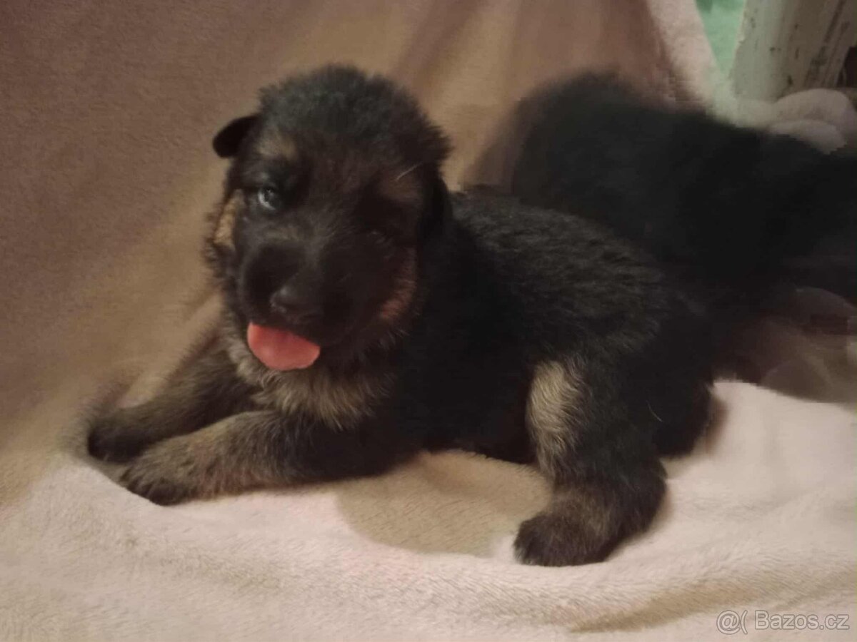 Německý ovčák - štěňátka s PP - 6