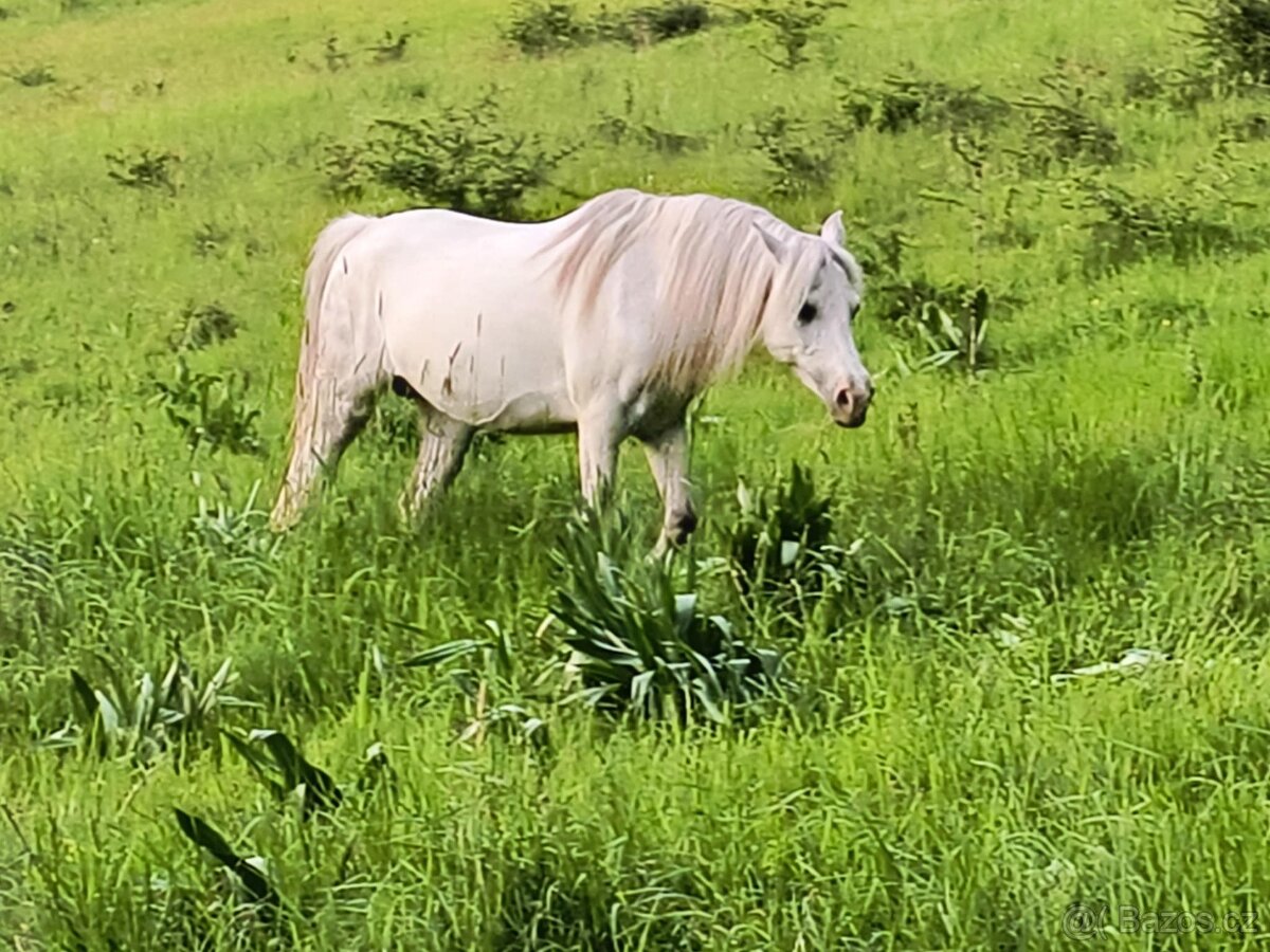 Welsh pony kobylka - 6