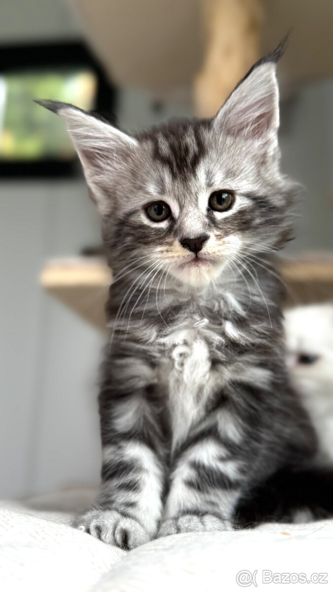 ⚜️Mainská Mývalí Maine Coon s PP⚜️ - 6
