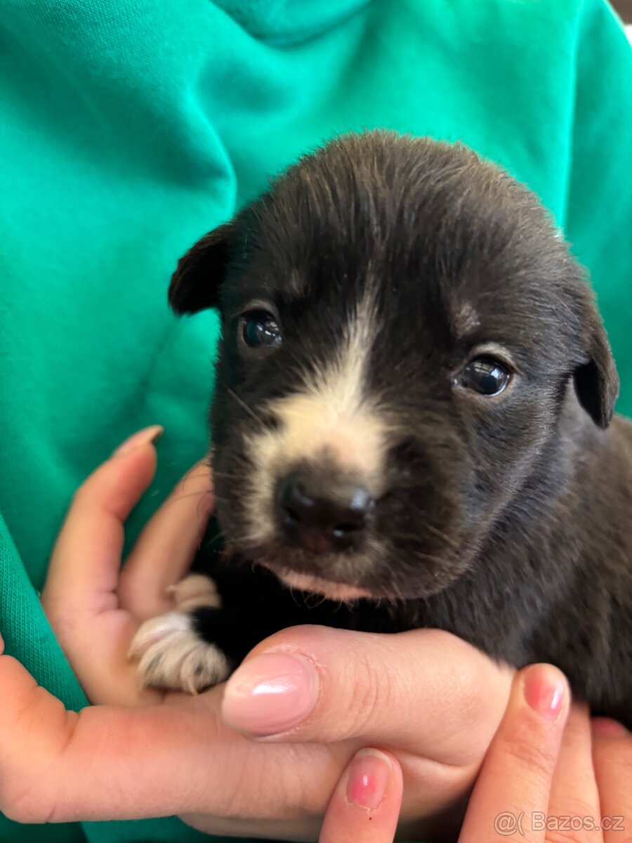 Štěňátka - Border Kolie x Labrador - 6