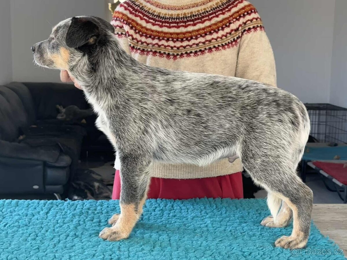 Australský honácký pes - s PP - 6