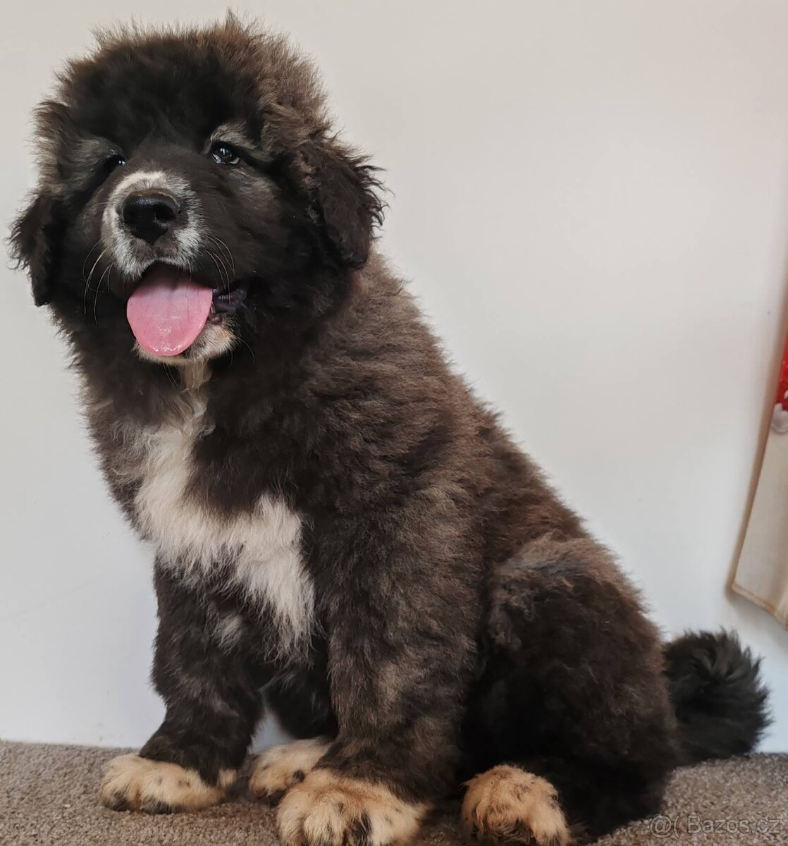 Kavkazský pastevecký pes s PP - 6