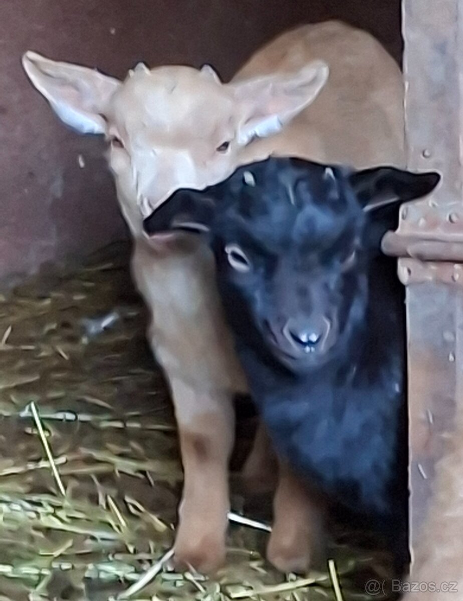Holandská koza zakrsla - 6