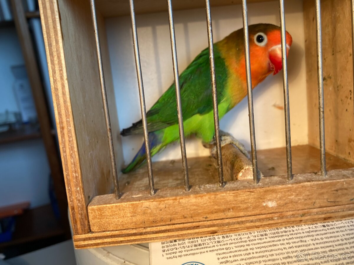 agapornis fischeri - 6