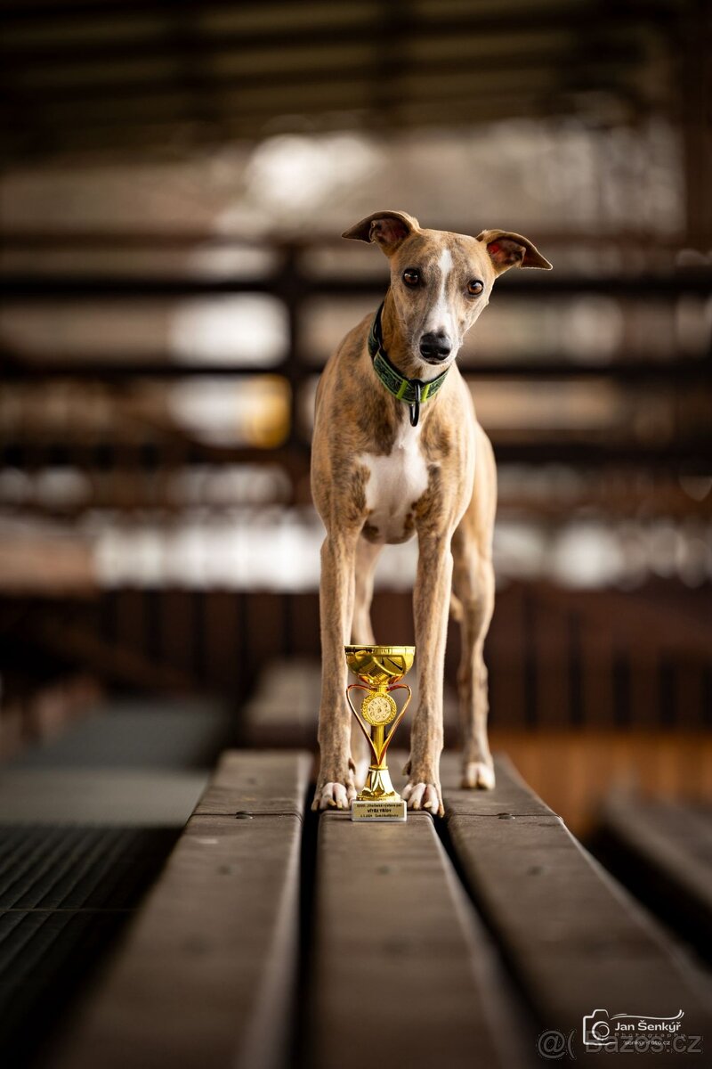 Whippet - 6