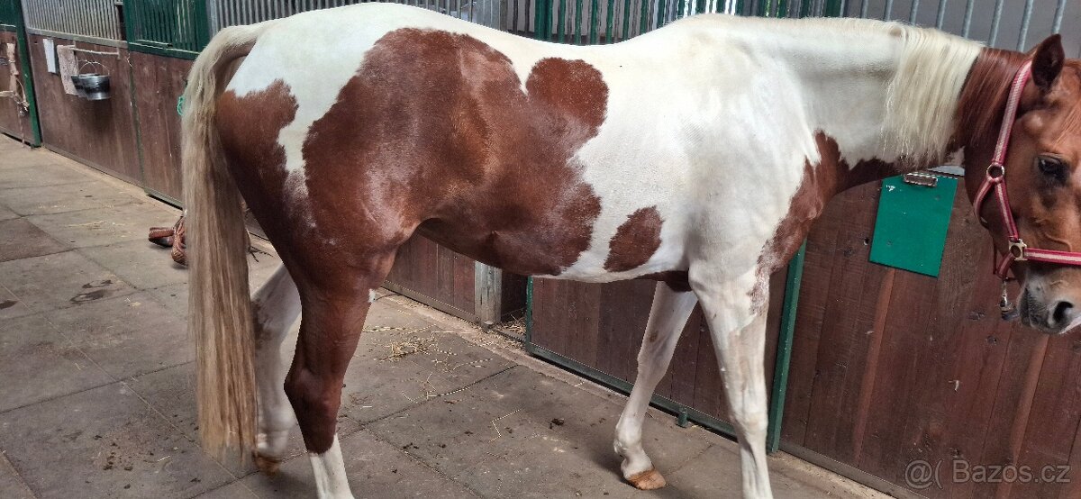 Paint horse kobyla - 6
