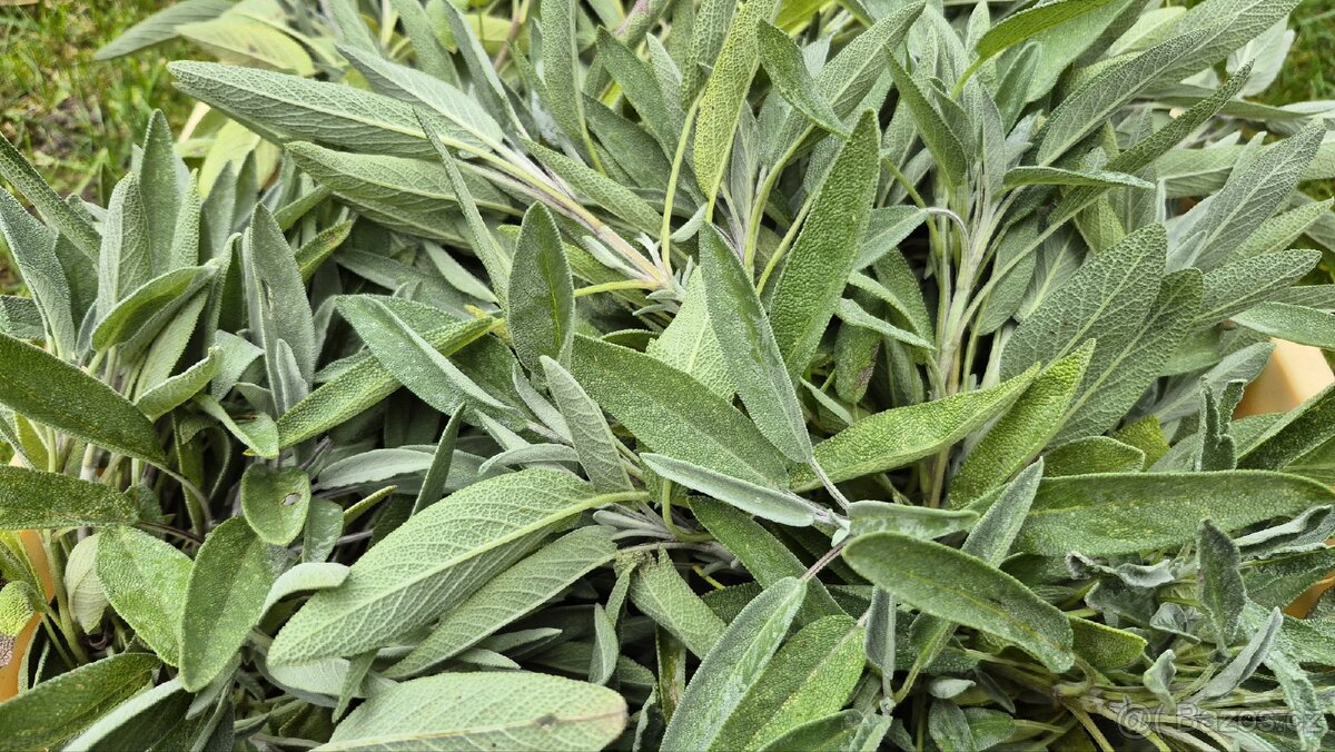 Šalvěj tinktura - 6