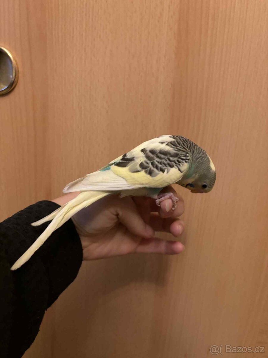 Prodám mladé andulky po vylétnutí z budky - 6