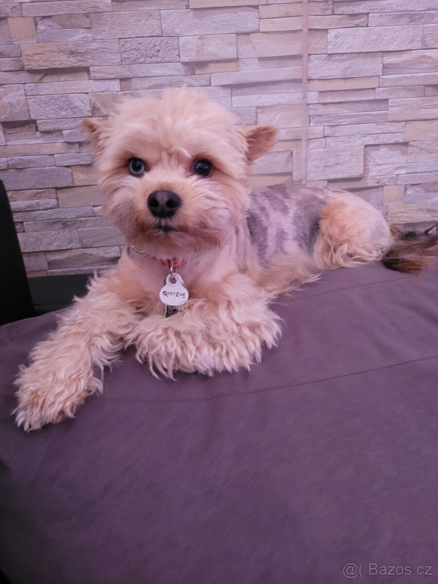 Jorkširský teriér - 6