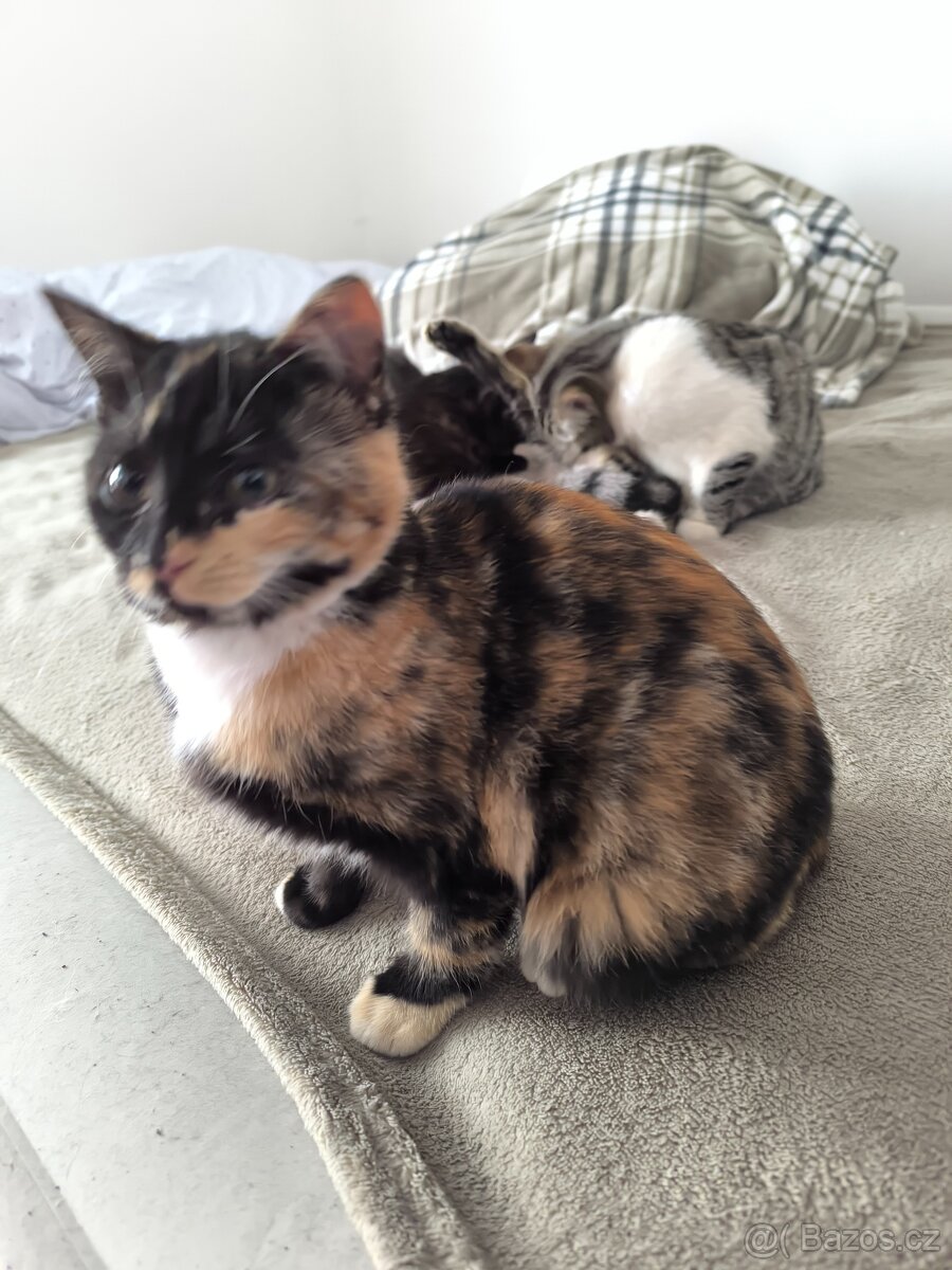 Koťata - 6