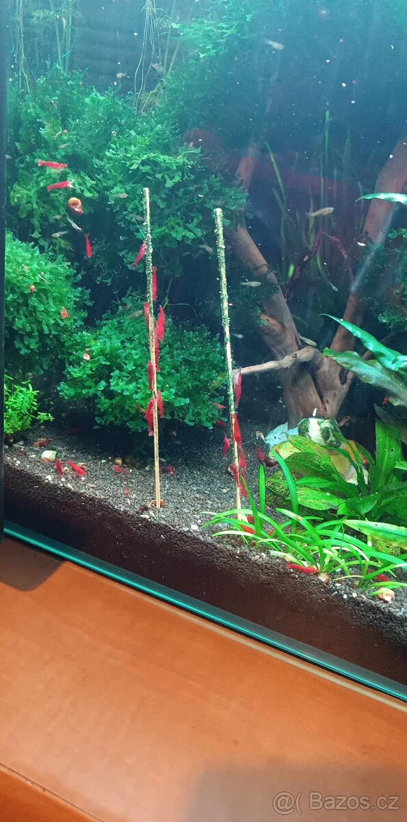 Krevetky Red Sakura - 6