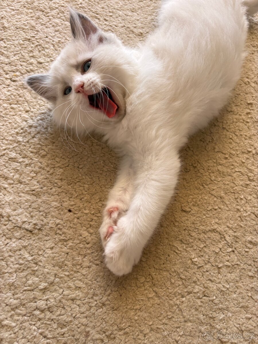 Krásný Kocourek Ragdoll - 6
