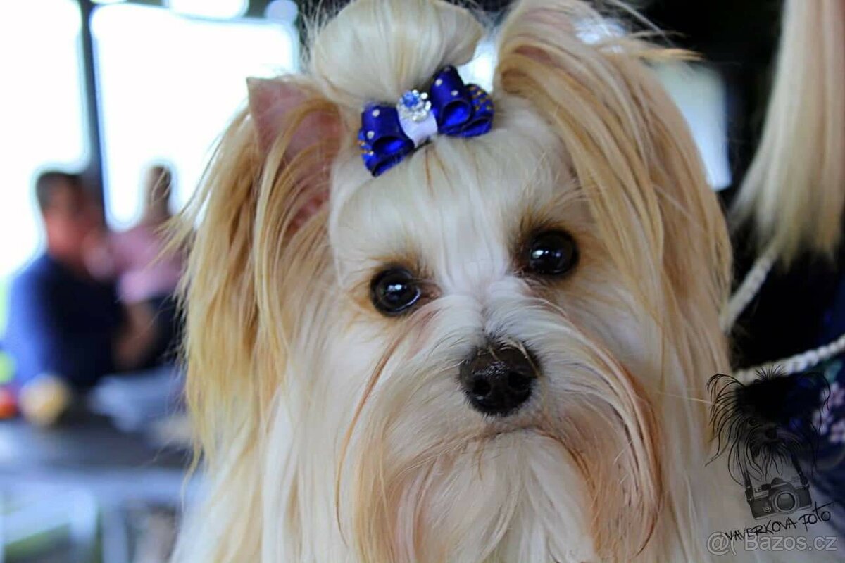 Golddust Yorkshire Terrier (Jorkšírský terier) - 6