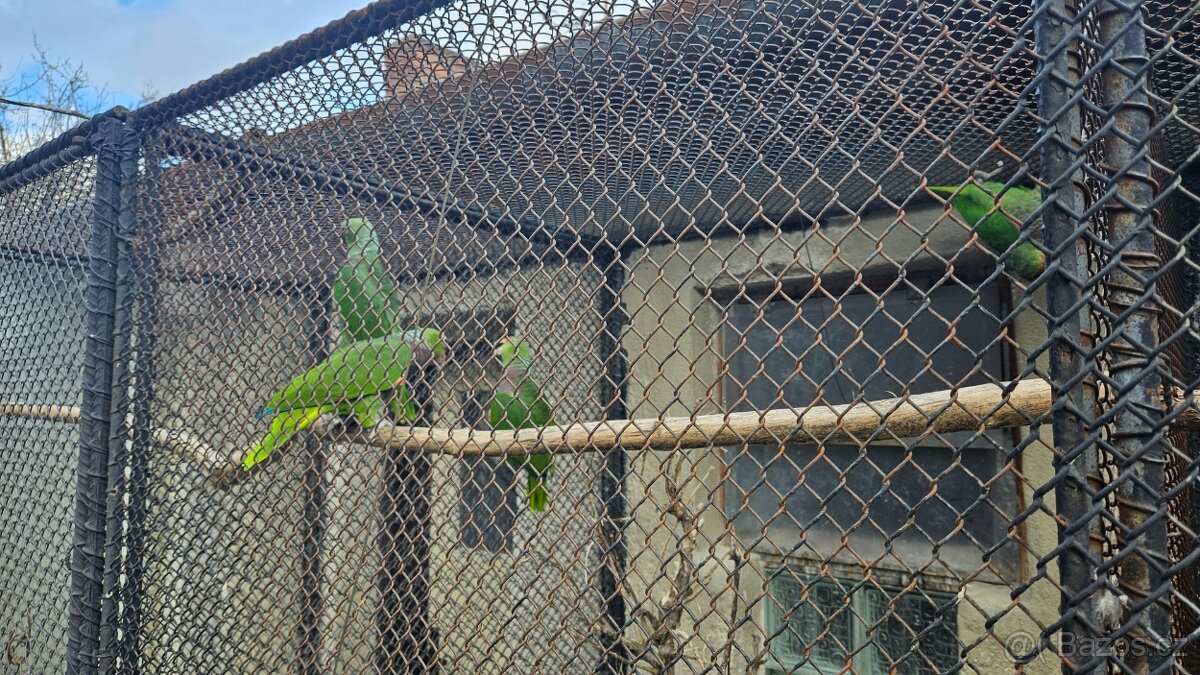 Prodám amazoňany žlutohlavé panamské,vínorudé - 6