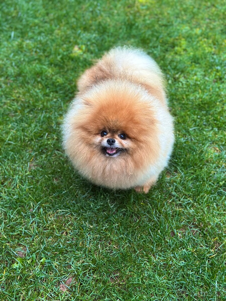 Pomeranian s PP FCI, pes - 6