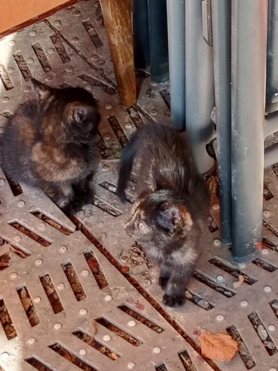 4 mala koťátka - 6