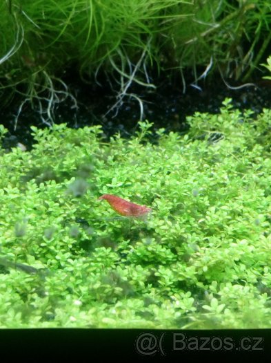 (Nedostupné ) krevetky Red Cherry - 6