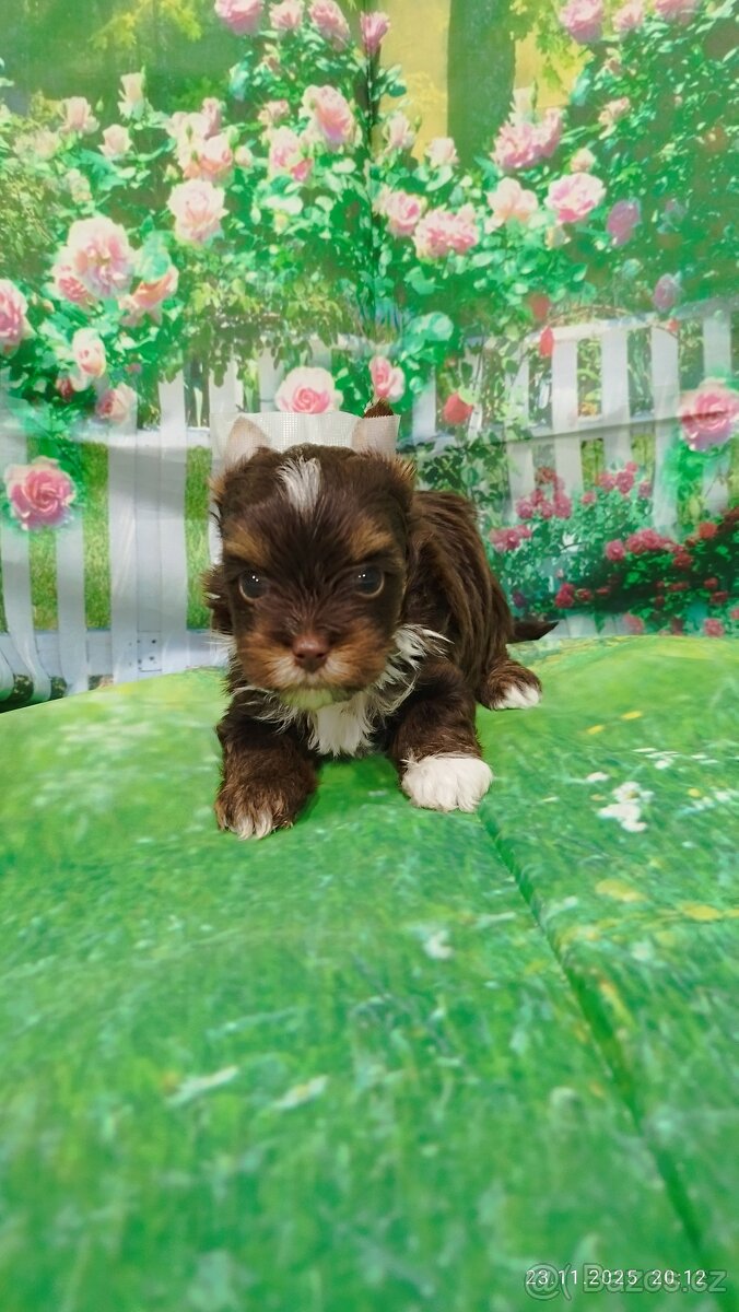 Jorkšírský teriér - čokoládový pejsek s PP - 6