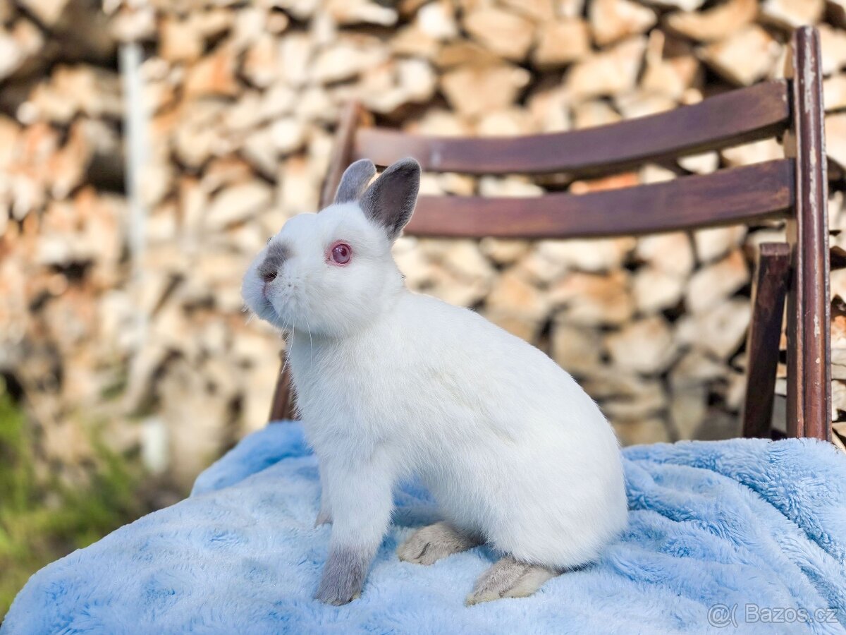 Daruji zakrslé králíčky - 6