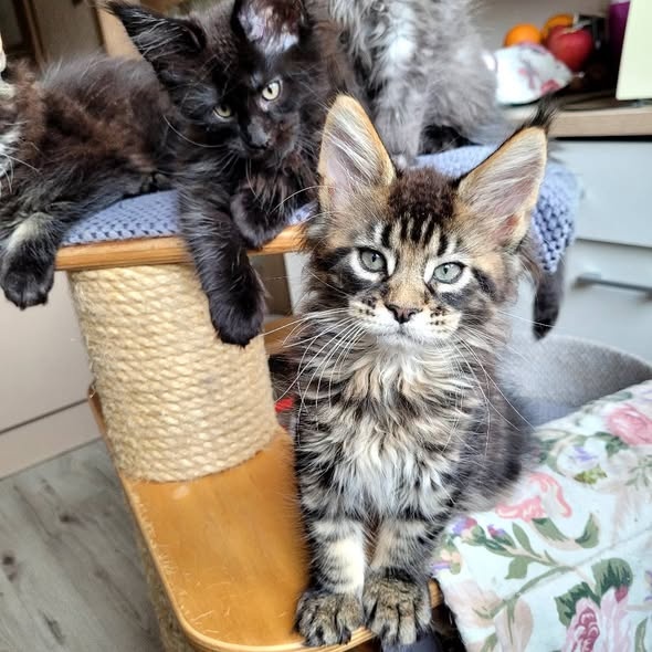 Mainská mývalí koťata s pp - 6