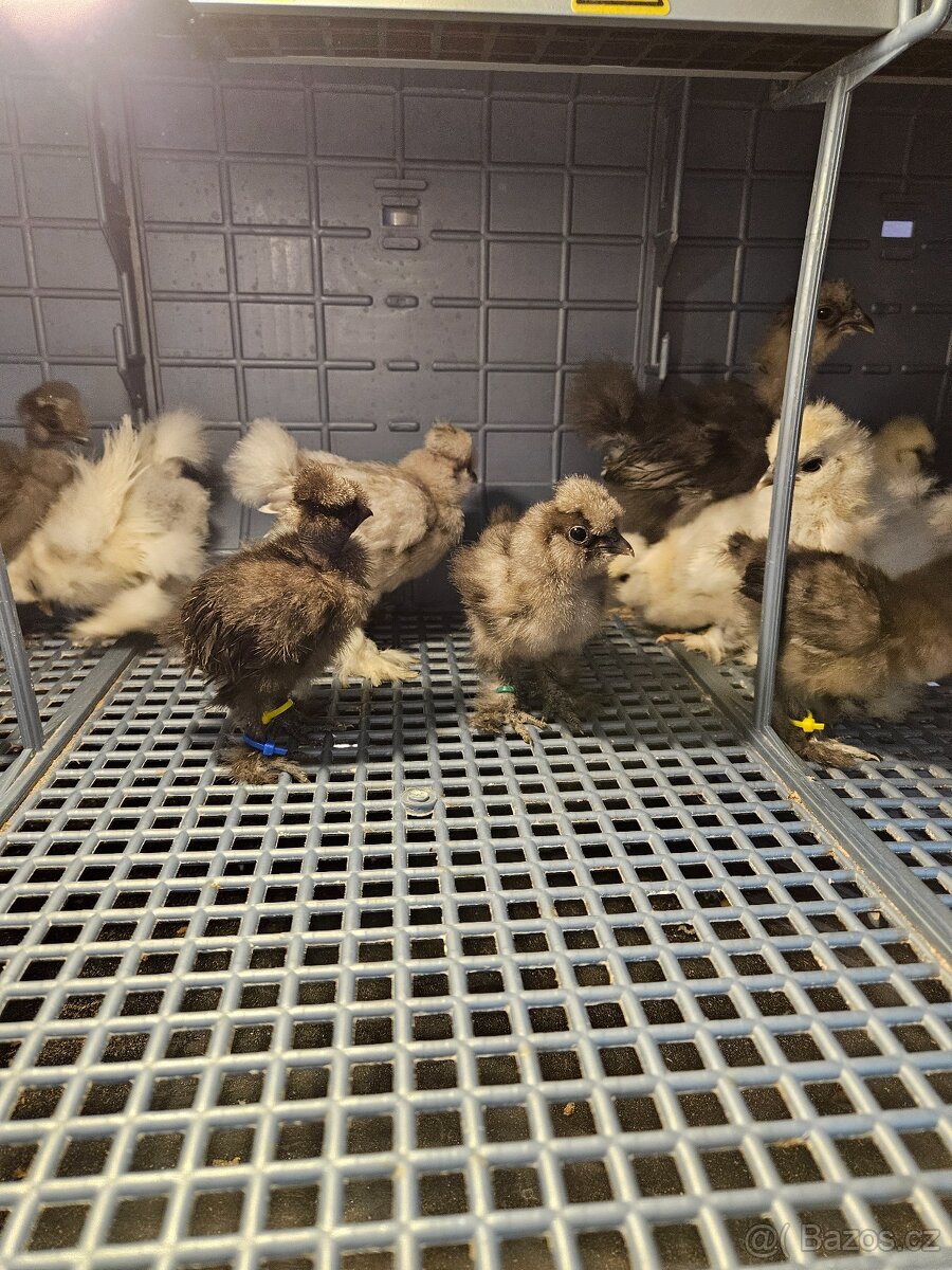 Hedvábničky USA kuřátka - 6