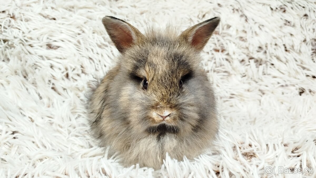 Zakrslý králík, králíček - HARRY - 6