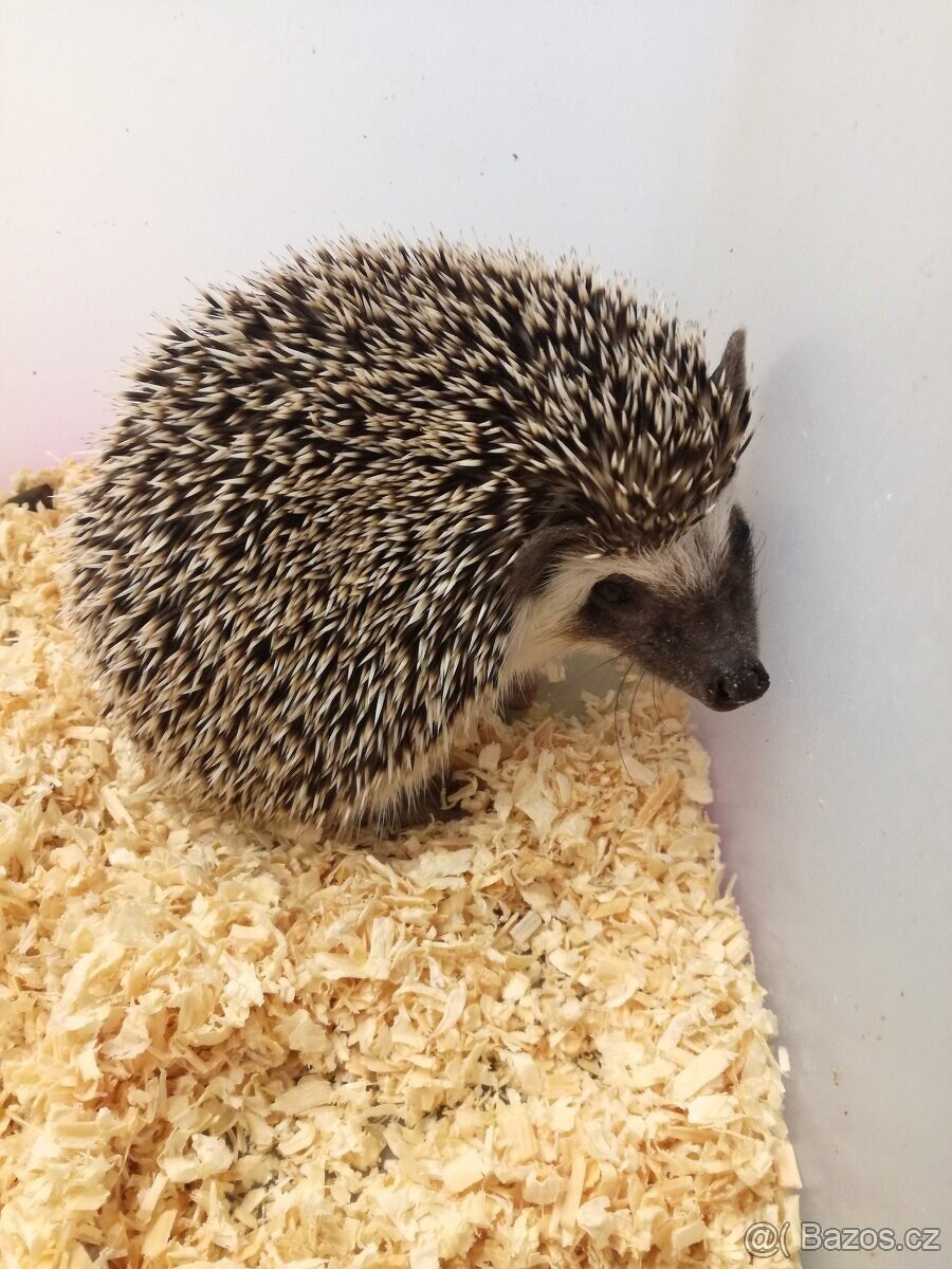 Ježek bělobřichý - 6