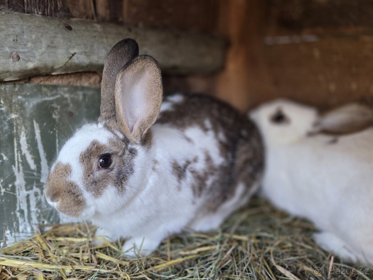 Samičky a samci Českého strakáče - 6