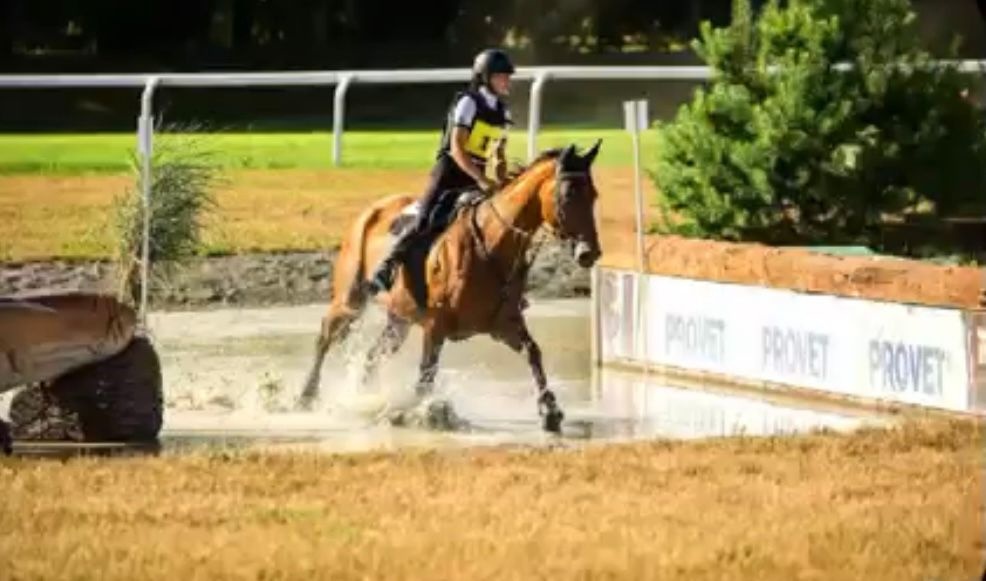 Prodám klisnu CS 15 let - 6