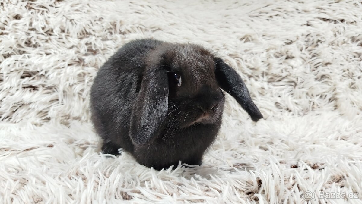 Zakrslý beránek, králíček, králík - BIBI - 6