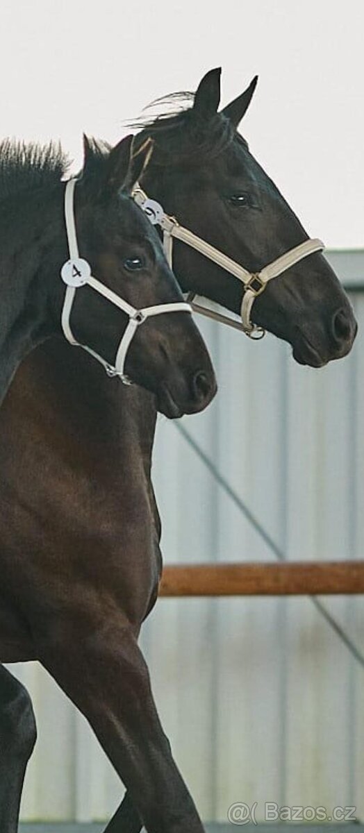 Černý hřebec BP 1.prémie - 6