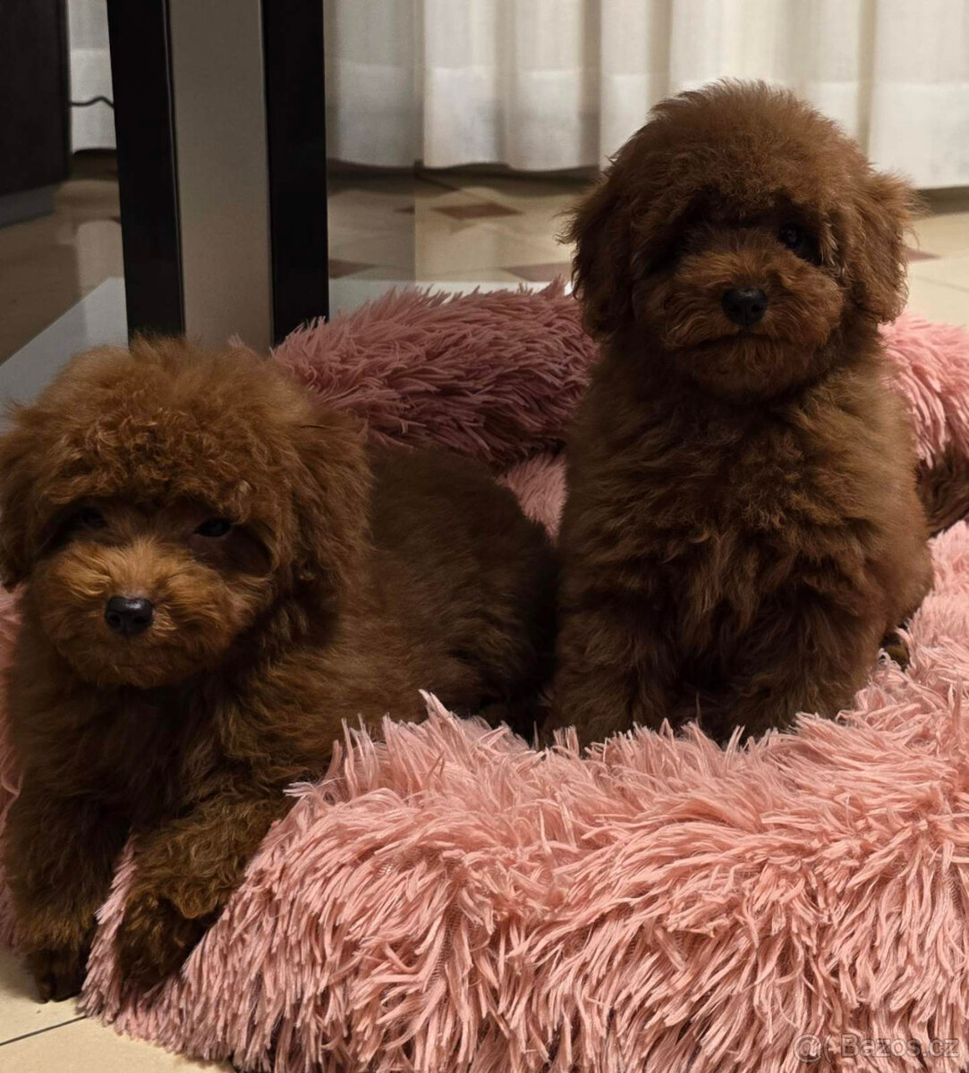 pudel 100% toy boy - 6