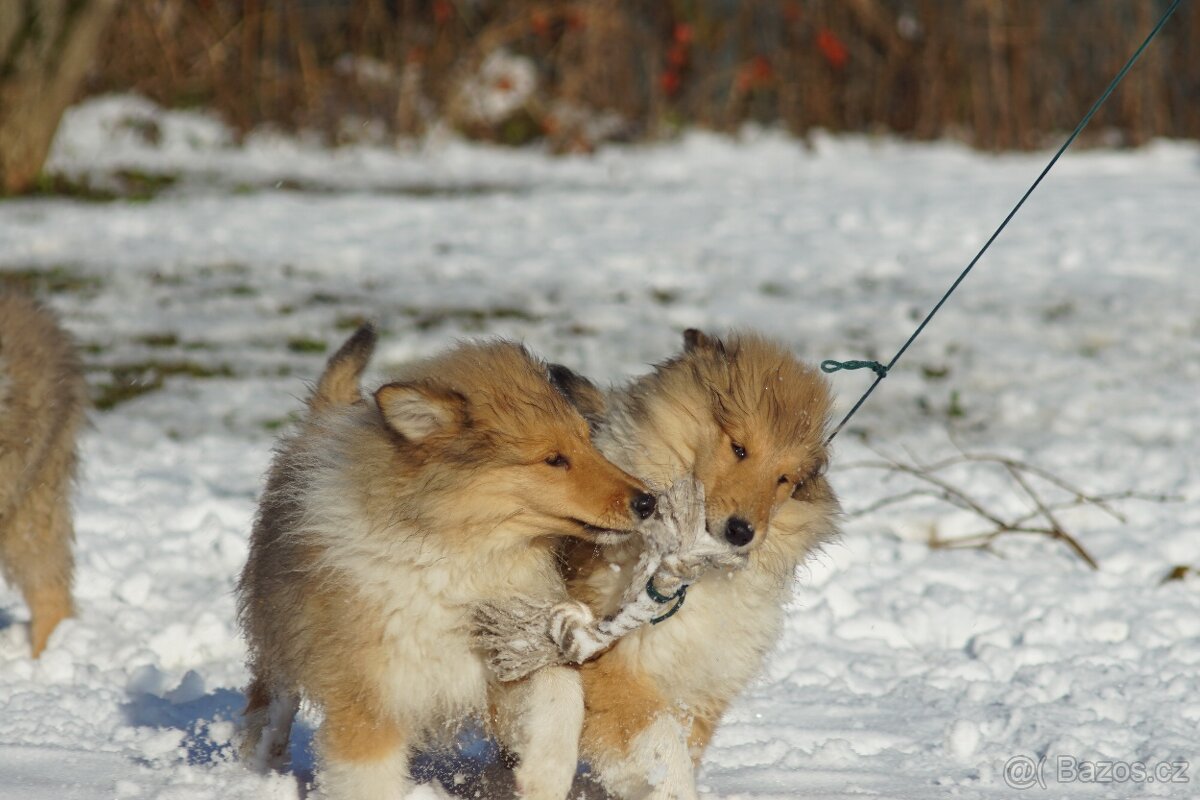 KOLIE DLOUHOSRSTA ZLATA - 6