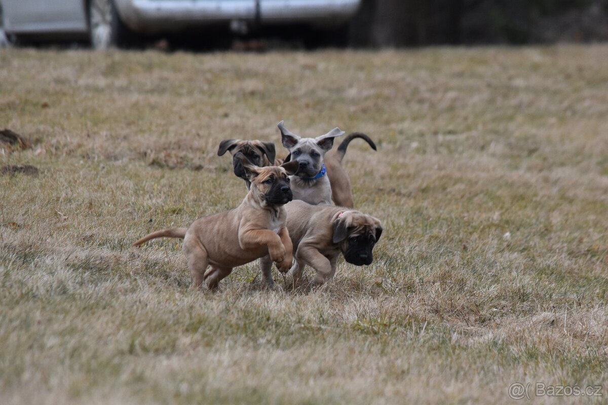 Cane corso s FCI PP - 6