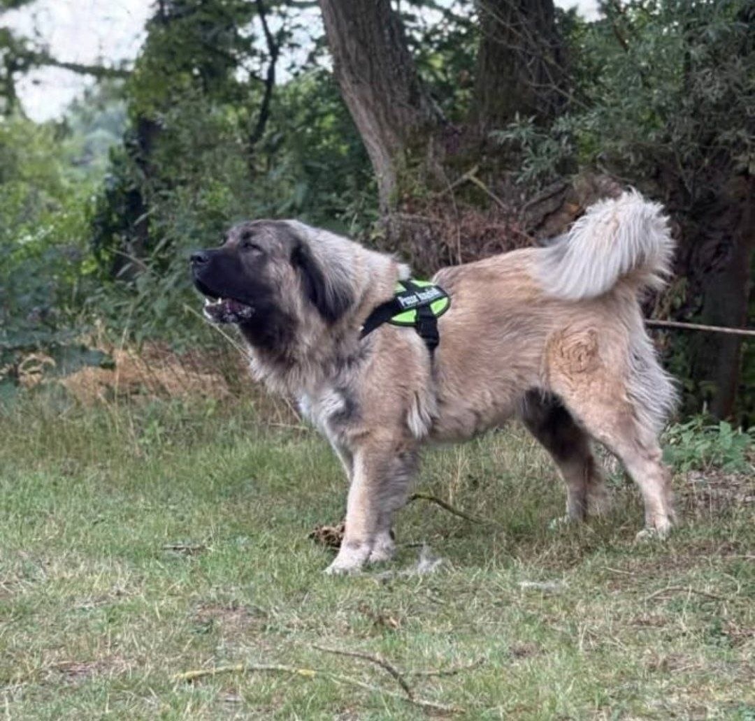 Kavkazský pastevecký pes štěňata - 6