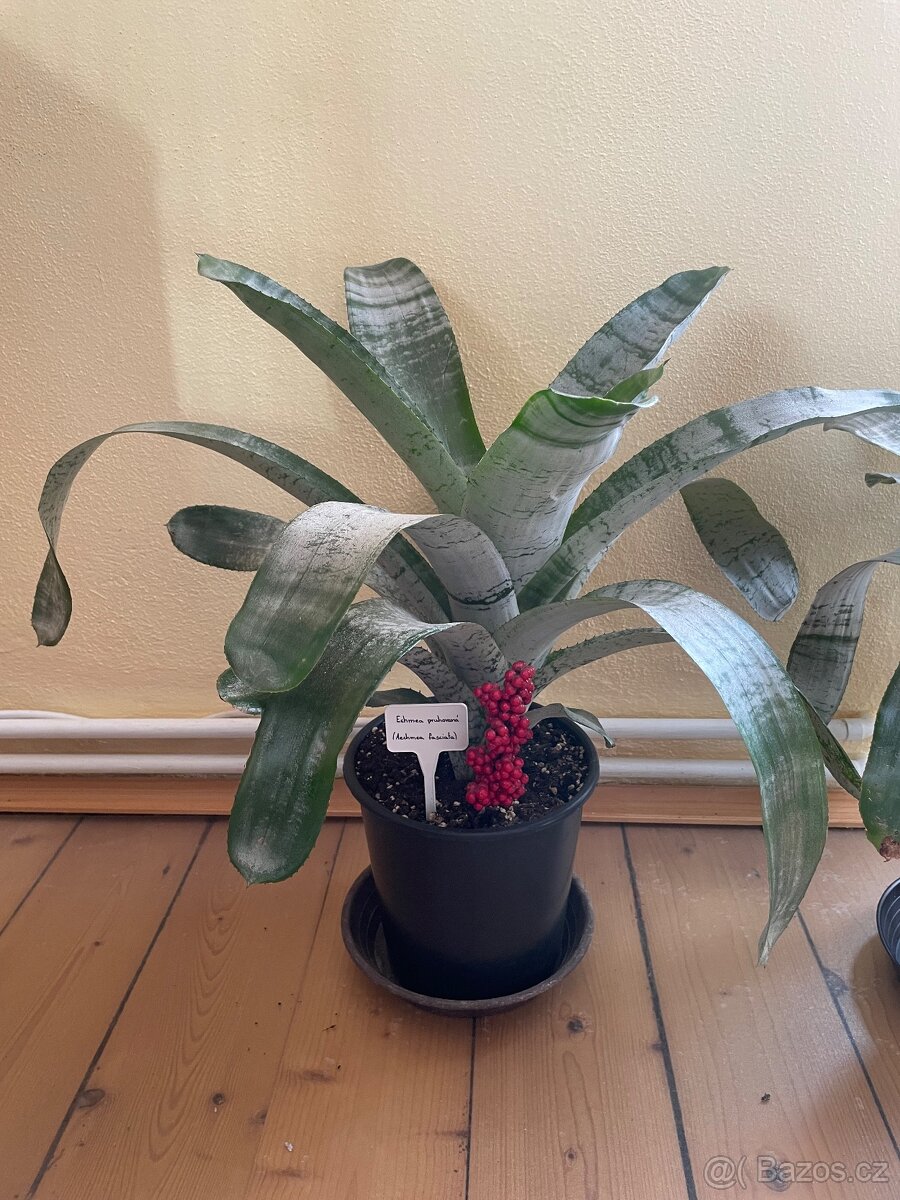 Bromélie Echmea pruhovaná (Aechmea fasciata)🌺 - 6