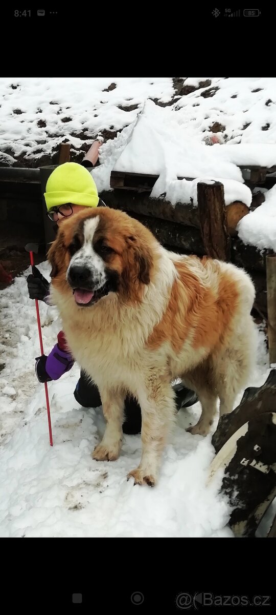 Štěňata - Moskevský strážní pes - 6